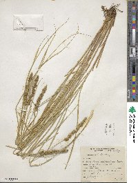 Carex vulpinoidea image