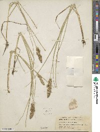 Carex vulpinoidea image