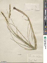 Carex vulpinoidea image