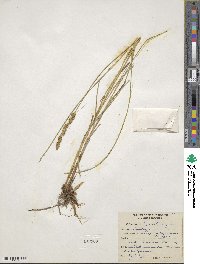 Carex vulpinoidea image