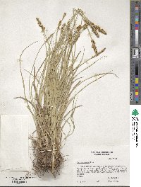 Carex vulpinoidea image