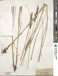 Carex vulpinoidea image