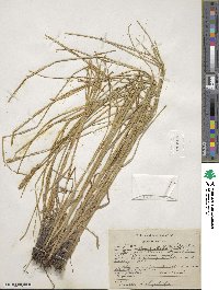 Carex vulpinoidea image