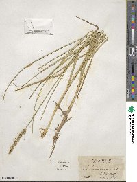 Carex vulpinoidea image