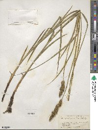 Carex vulpinoidea image