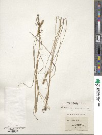 Carex vulpinoidea image