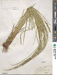 Carex vulpinoidea image