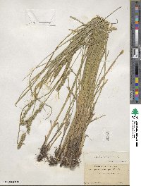 Carex vulpinoidea image