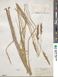 Carex vulpinoidea image