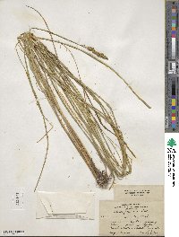 Carex vulpinoidea image