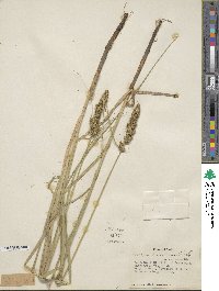 Carex vulpinoidea image