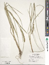 Carex vulpinoidea image