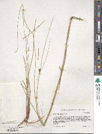 Carex vulpinoidea image