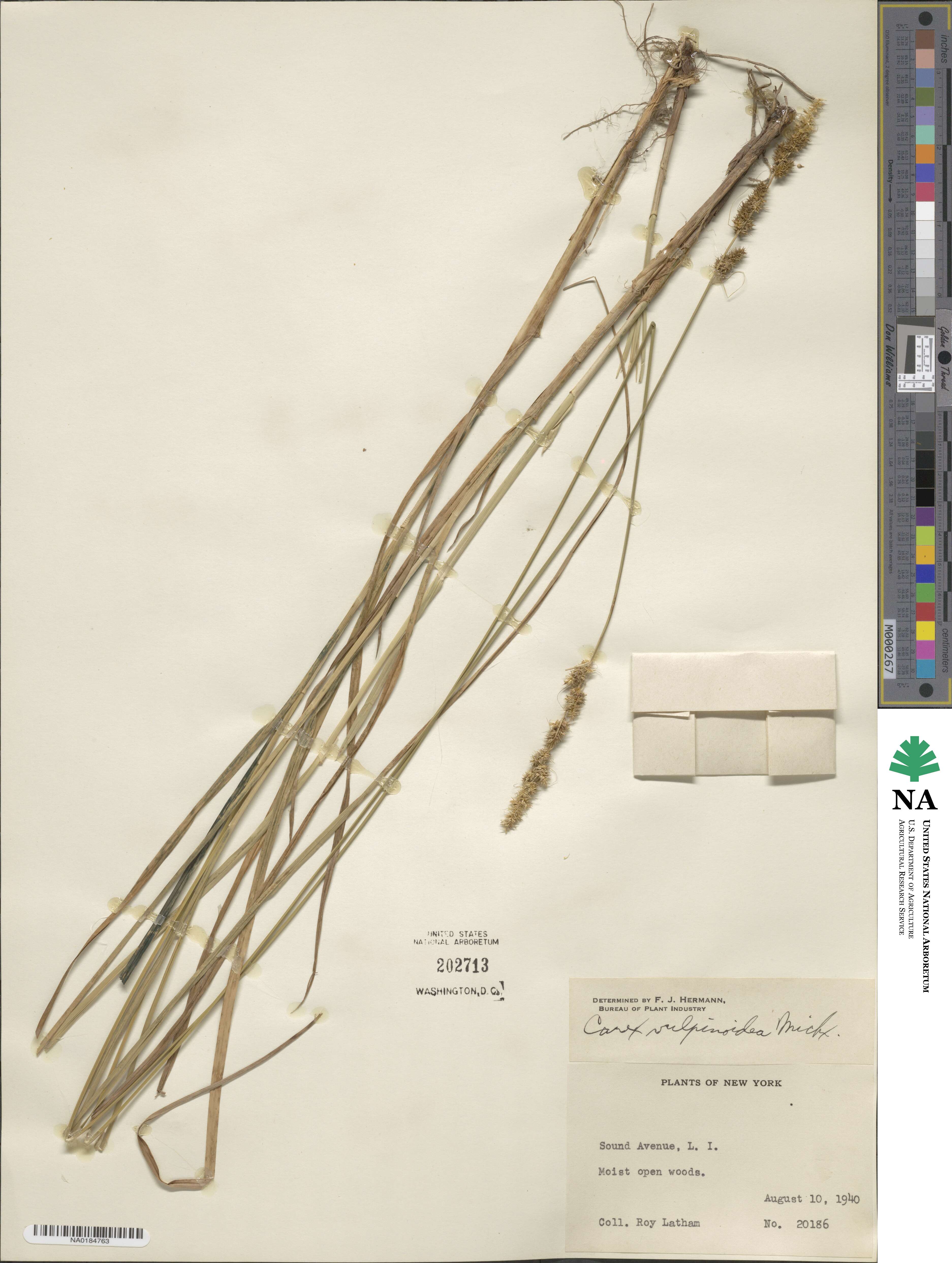 Carex vulpinoidea image