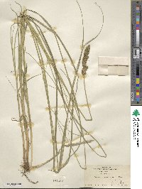 Carex vulpinoidea image