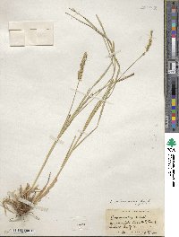 Carex vulpinoidea image