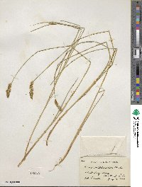 Carex vulpinoidea image