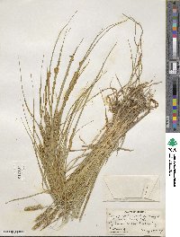 Carex vulpinoidea image