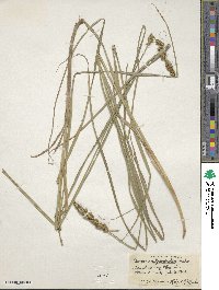 Carex vulpinoidea image