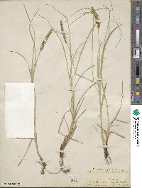 Carex vulpinoidea image