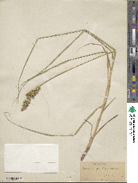 Carex vulpinoidea image