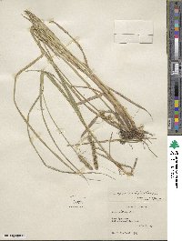 Carex vulpinoidea image