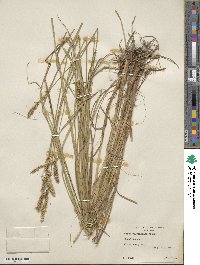 Carex vulpinoidea image