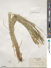 Carex vulpinoidea image