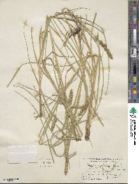 Carex vulpinoidea image