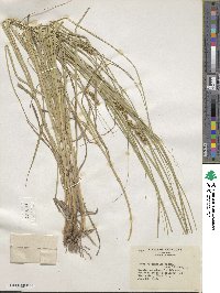 Carex vulpinoidea image