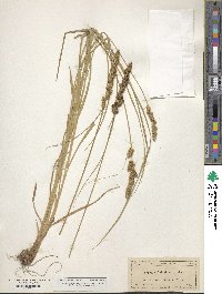 Carex vulpinoidea image