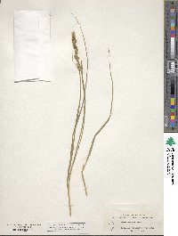 Carex vulpinoidea image