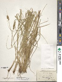 Carex vulpinoidea image