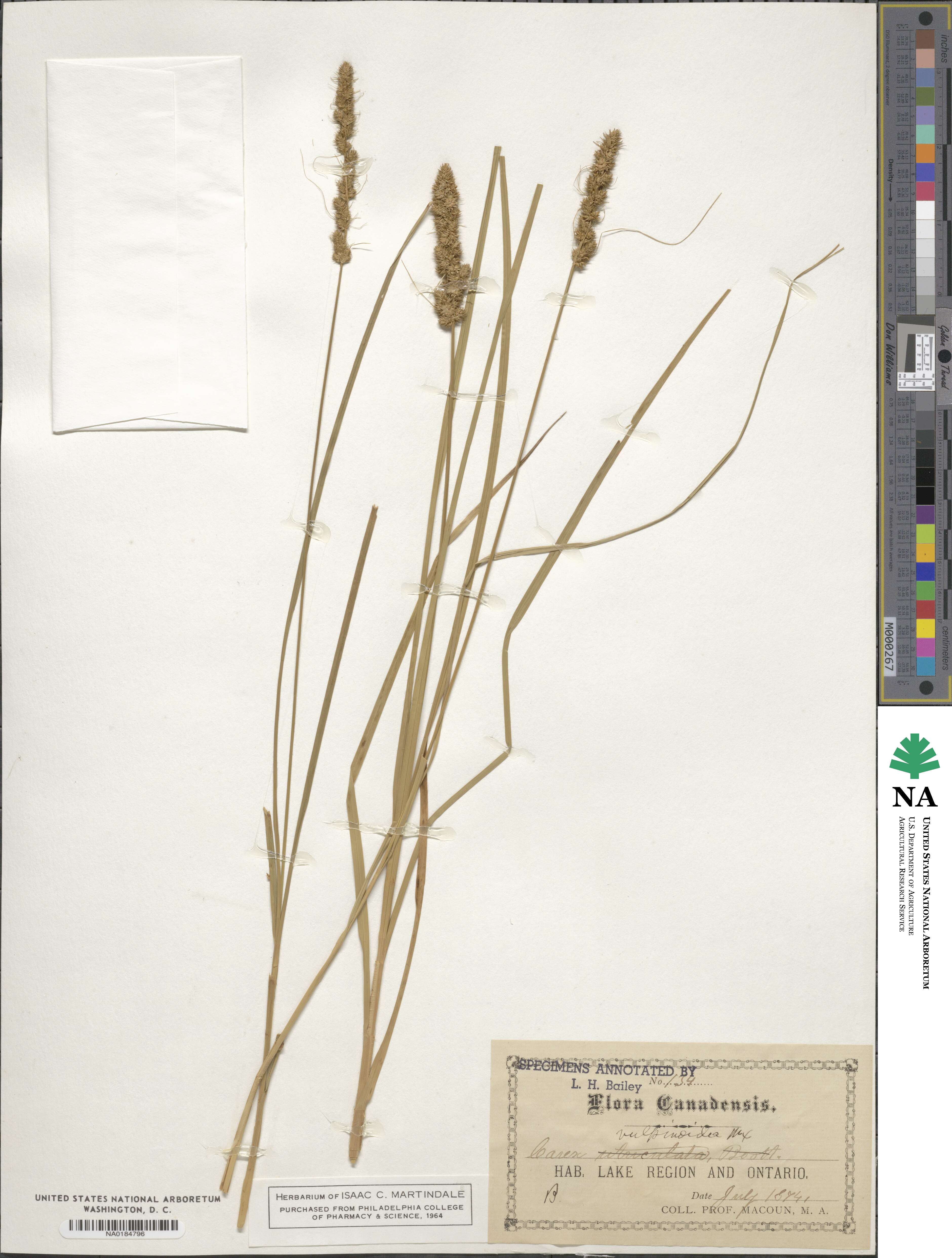 Carex vulpinoidea image