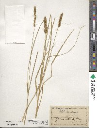 Carex vulpinoidea image