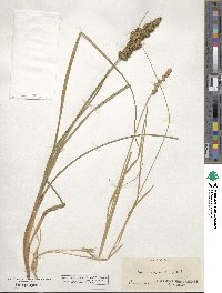 Carex vulpinoidea image