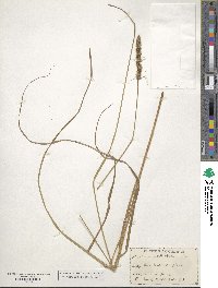 Carex vulpinoidea image