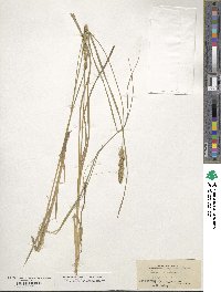 Carex vulpinoidea image