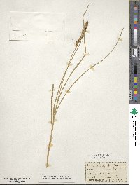 Carex vulpinoidea image