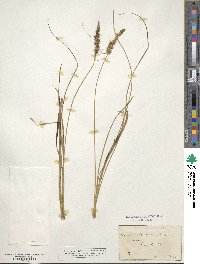 Carex vulpinoidea image