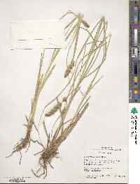 Carex vulpinoidea image