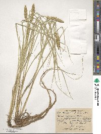 Carex vulpinoidea image