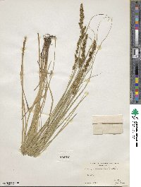 Carex vulpinoidea image