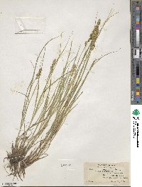 Carex vulpinoidea image