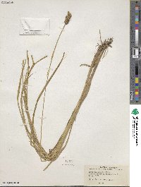 Carex vulpinoidea image