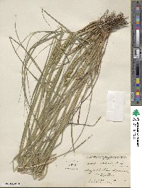 Carex vulpinoidea image