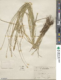 Carex vulpinoidea image