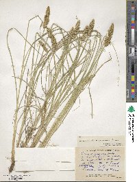 Carex vulpinoidea image