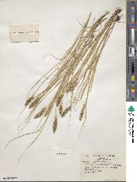 Carex vulpinoidea image