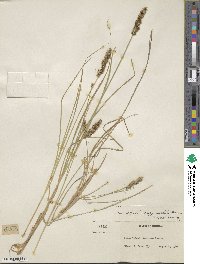 Carex vulpinoidea image